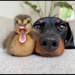 Meet your Posher, Jen